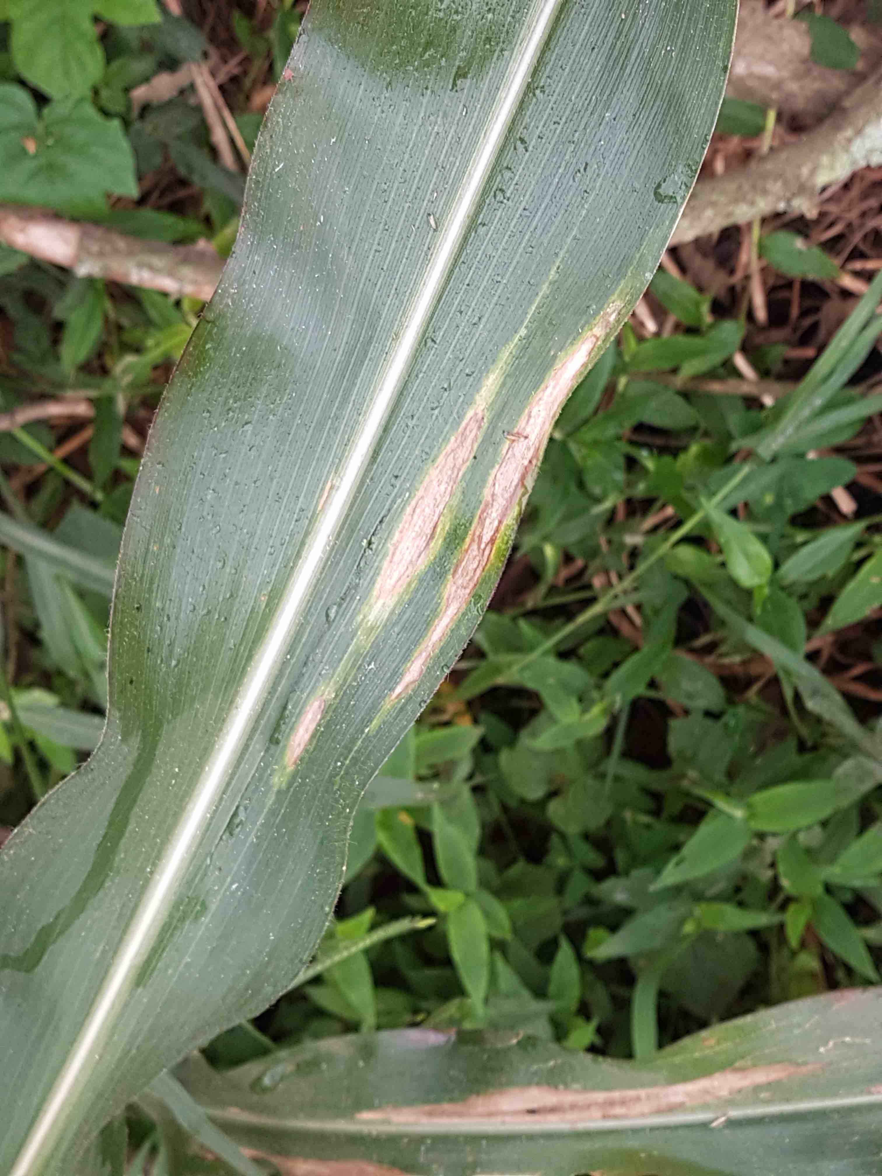 saillog northern corn leaf blight northern corn leaf blight